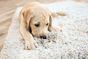 rug-cleaning-London