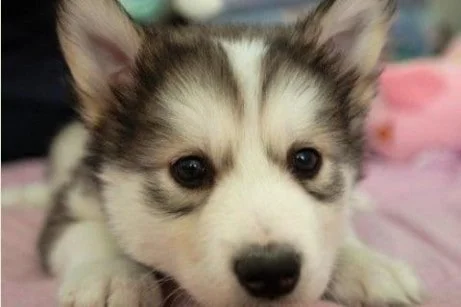 cute-dog-puppy
