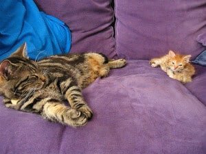pets-and-sofa-300×225