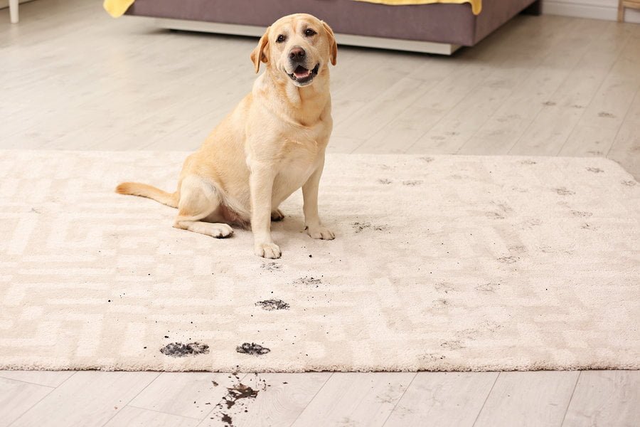 dog on stained rug