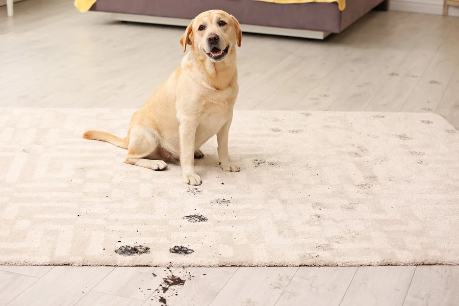 Cute Dog Leaving Muddy Paw Prints On Carpet dog on stained rug