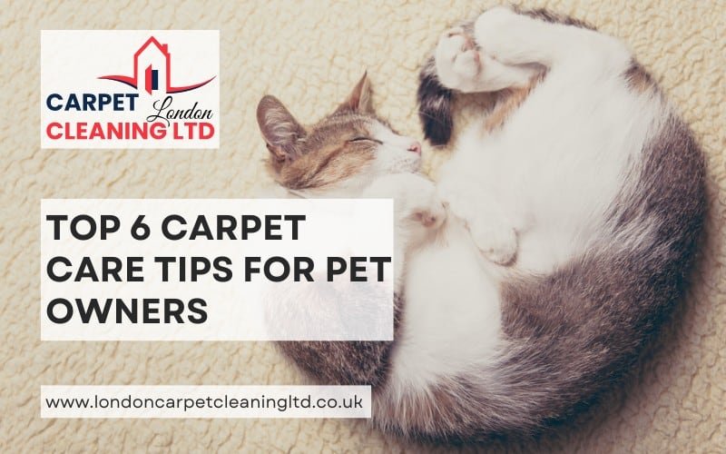 Carpet Care Tips For Pets